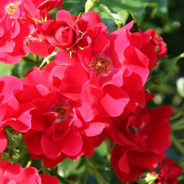 PLEUREUR XPERT ® Tan05244